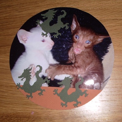 tout petit chaton siamois