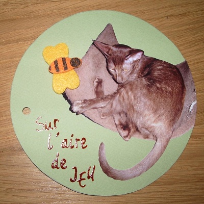 chaton siamois fin