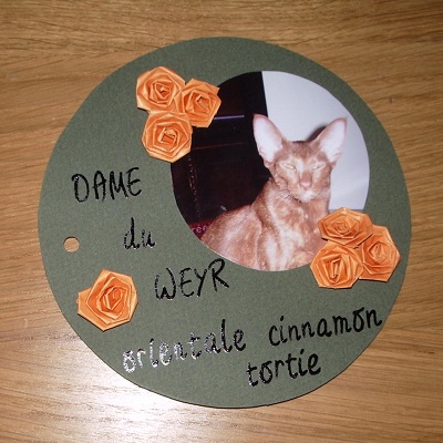 chaton siamois fin