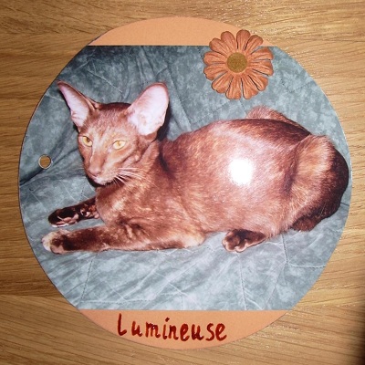 chaton siamois fin