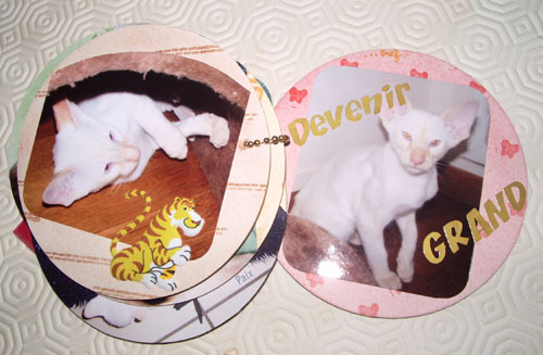 beau chaton siamois