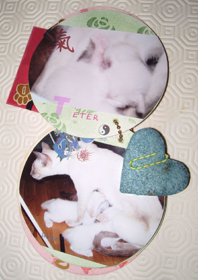 tout petit chaton siamois