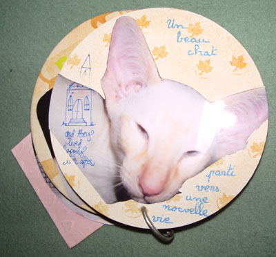 chaton siamois fin