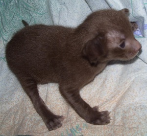 chaton oriental chocolat