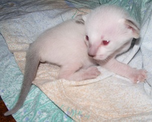 petit chaton siamois chocolat tortie point