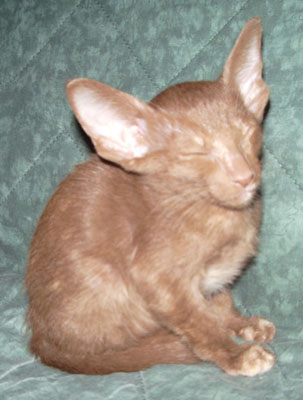 chatonne orientale cinnamon tortie