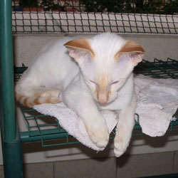 chaton siamois red point