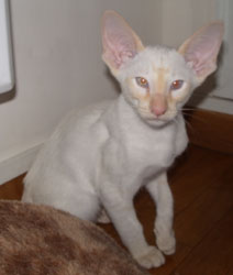 chaton siamois 3 mois