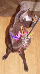chaton oriental chocolat 6 mois