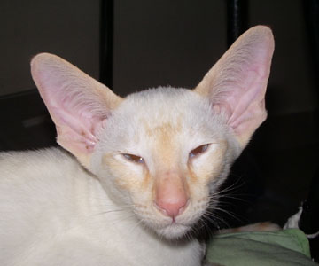 chaton siamois red point