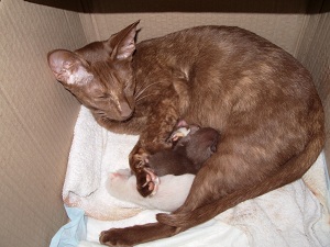 chatons oriental et siamois  la naissance
