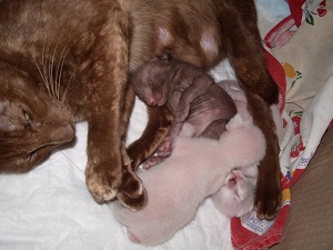 chatons oriental et siamois  15 jours